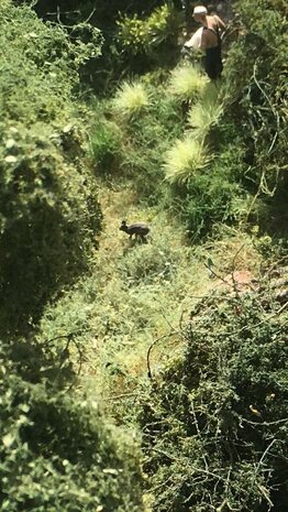 Spring coloured grass tufts  (+/- 260)