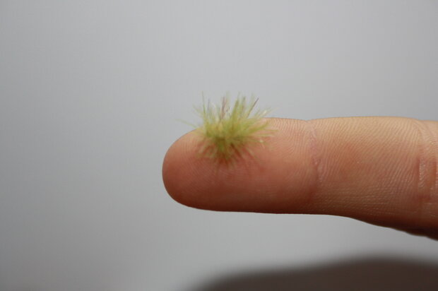 Spring coloured grass tufts  (+/- 260)