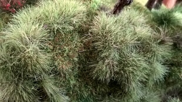 Spring coloured grass tufts  (+/- 260)
