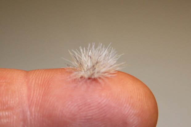  Winter coloured grass tufts (+/- 260)