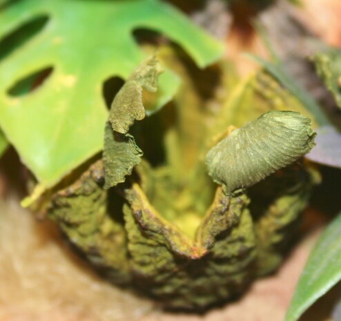 Basic green nut for vegetation