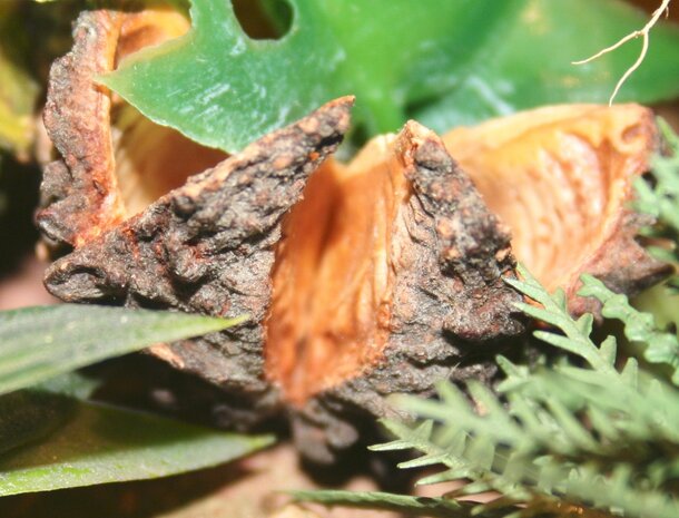 Basic brown nut for vegetation