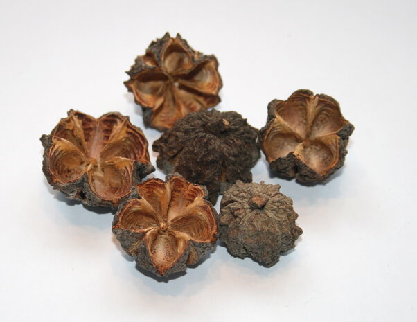 Basic brown nut for vegetation