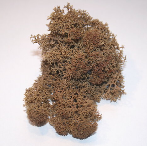 Basic brown moss 