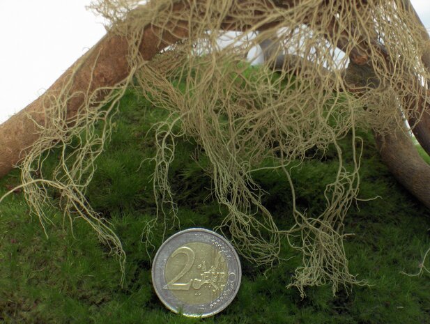 Fine jungle bush (creeper)