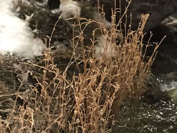 Brown long grass / reed