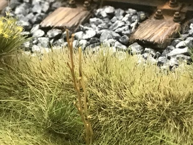 Brown long grass / reed