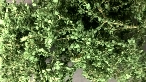 Small green leaves on twigs  (darkt green)