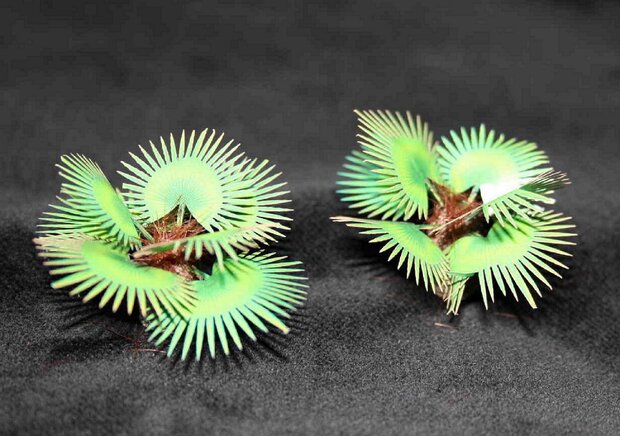 Palm leaves nr 3 - 1/48